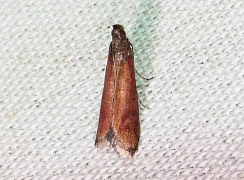Rusty Varneria Moth