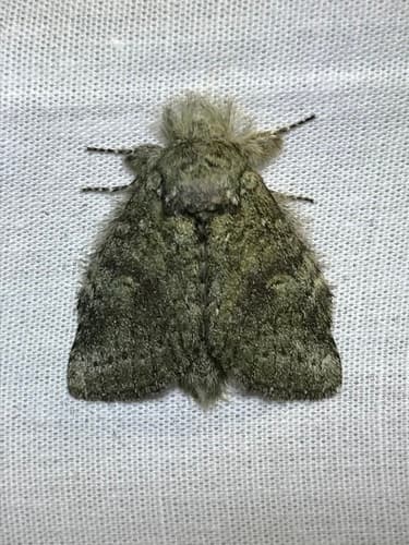 Saddled Prominent