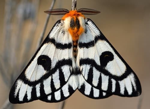 Sagebrush Sheep Moth