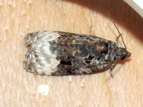 Sallow Apotomis Moth