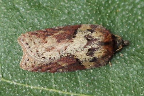 Sallow Button