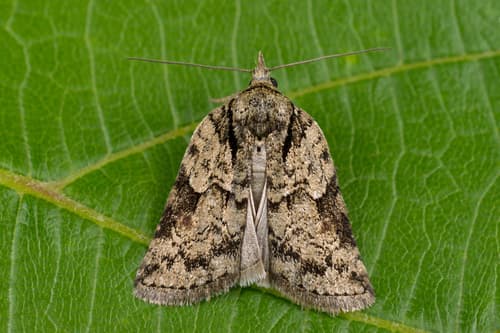 Sallow Nycteoline