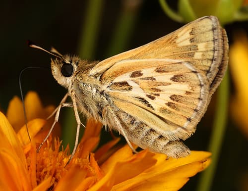 Sandhill Skipper