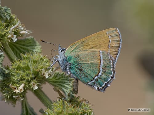Sandia Hairstreak