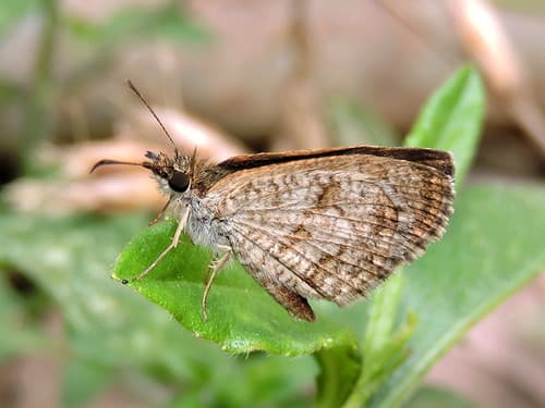 Sandy Skipper