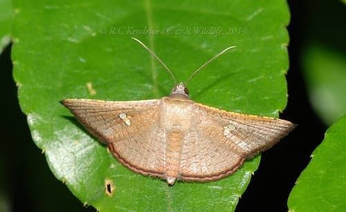Sapodilla Borer Moth