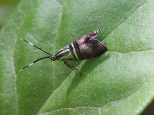 Saptha libanota Moth