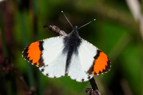 Sara Orangetip