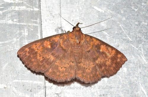 Sarobides inconclusa