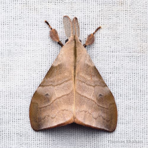 Sarsina purpurascens