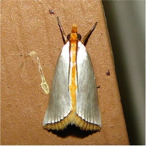 Satin Argyria Moth