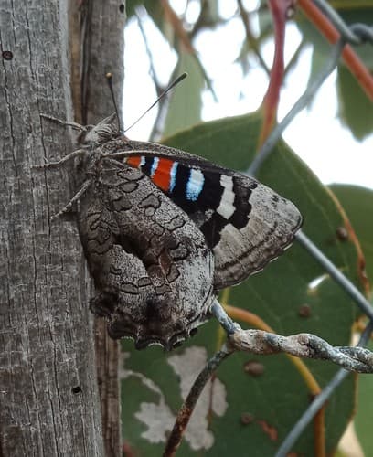 Red Admiral