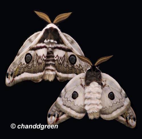 Chinese Oak Silkmoth
