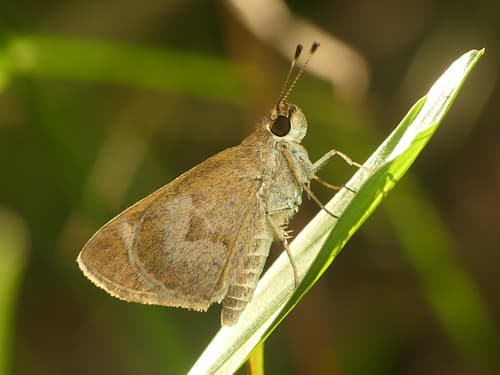 Saturnus Skipper
