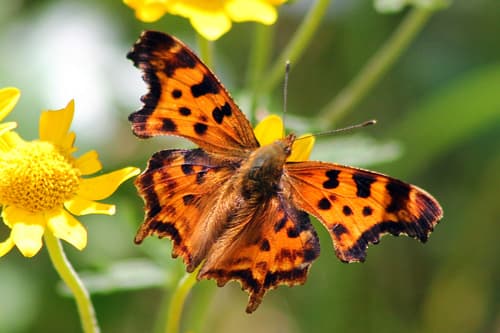 Satyr Comma