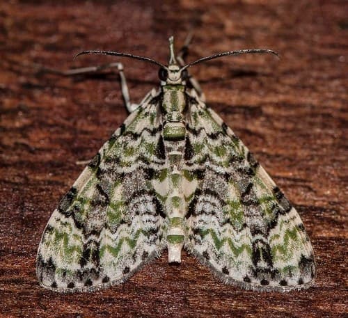 Lichen Looper Moth