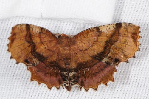 Scallop Moth