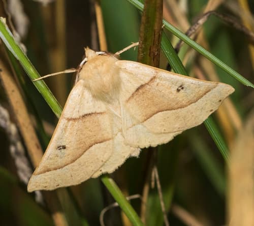 Scalloped Oak