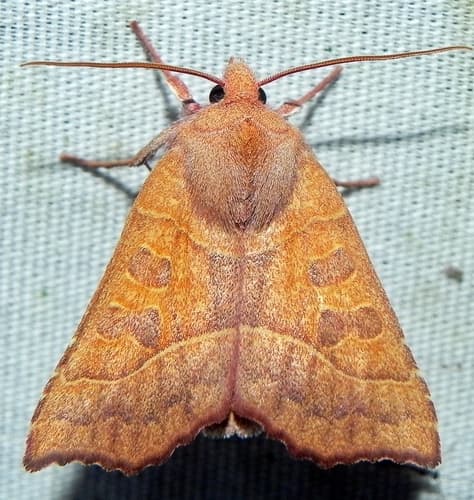 Scalloped Sallow