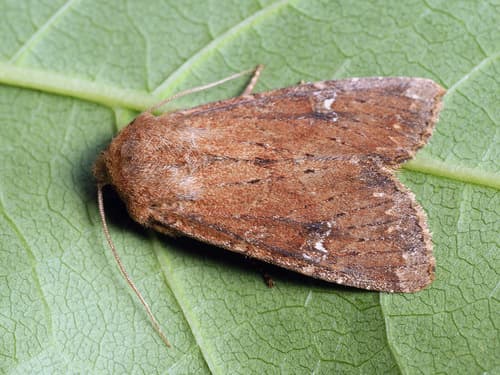Scarce Brindle