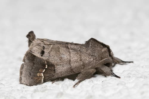 Scarce Chocolate-tip