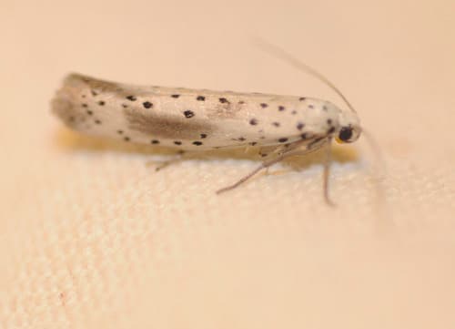 Scarce Ermine