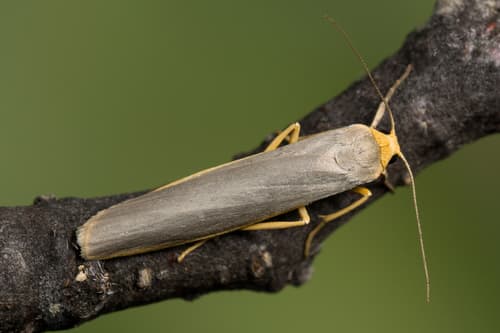Scarce Footman Moth