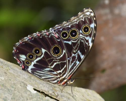 Scarce Morpho