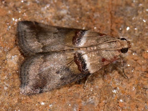 Scarce oak knot-horn