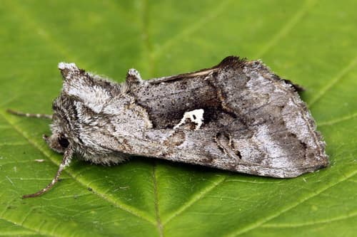 Scarce Silver Υ Moth