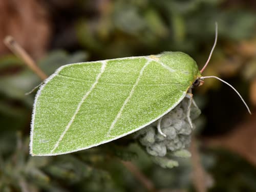 Scarce Silver-lines