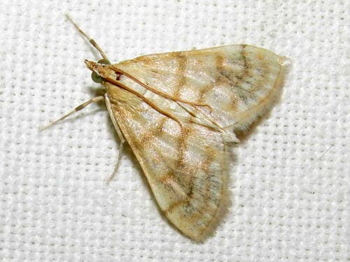Scarce Straw Pearl