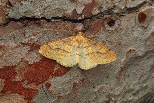 Scarce Umber Moth