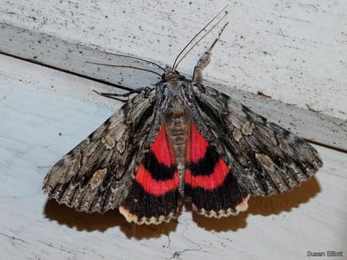 Scarlet Underwing