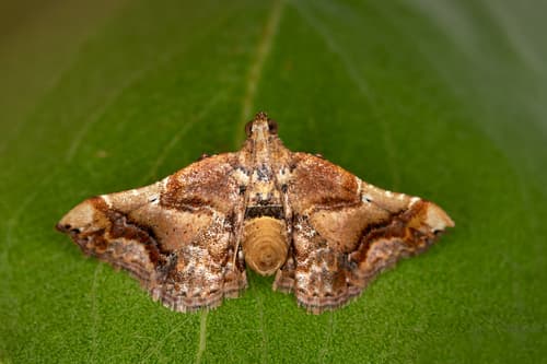 Decorated Scenedra Moth