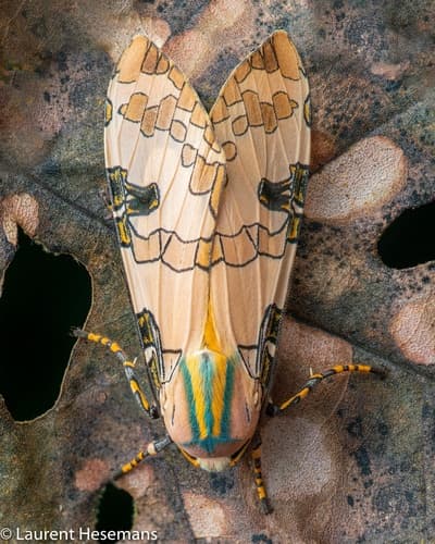 Schaus' Tussock Moth