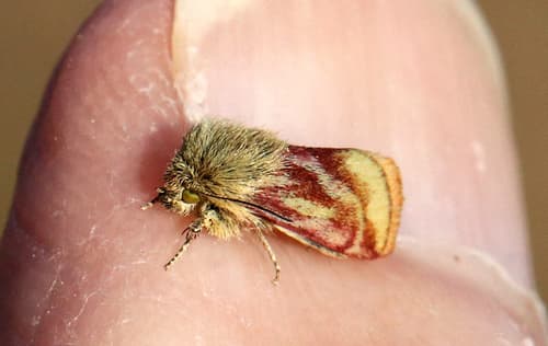 Mitis Flower Moth