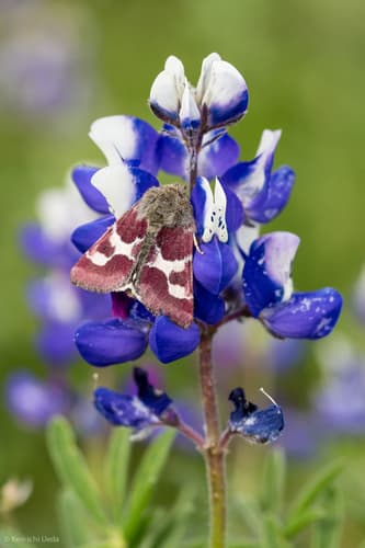 Lupine Flower Moth