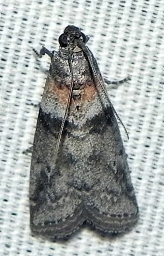 Sciota subfuscella