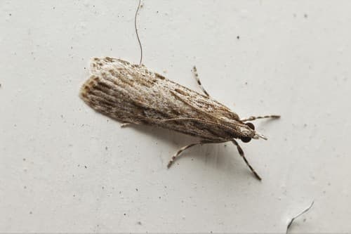 No widely accepted common name