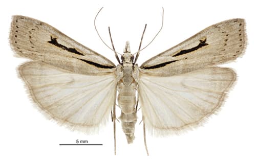 Rotuella Scoparia