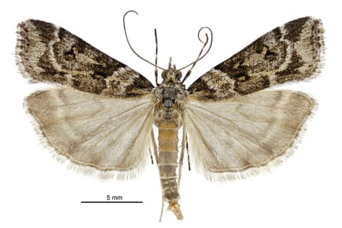 Scoparia tetracycla
