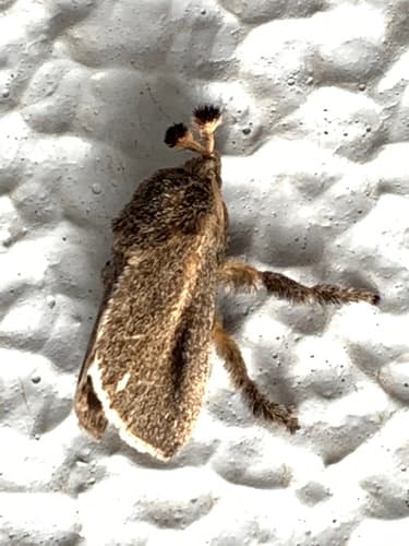 Scopelodes contracta