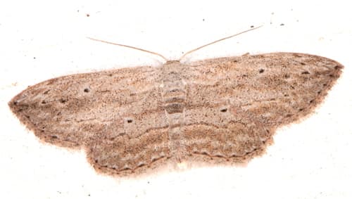 Scopula desita