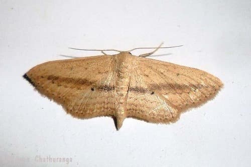 Scopula emissaria