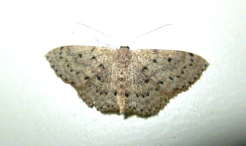 Scopula guancharia