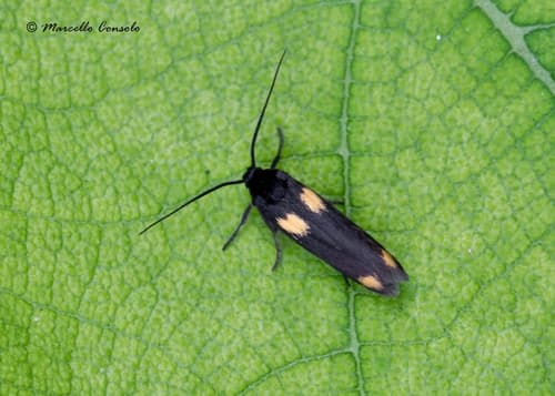 Scythris sinensis