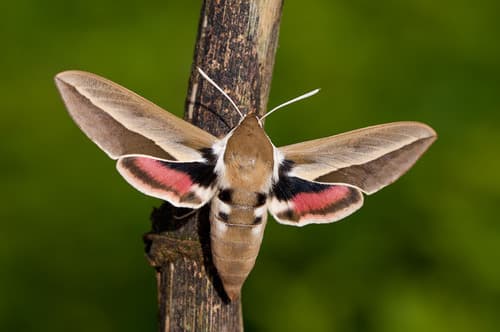 Seathorn Hawkmoth