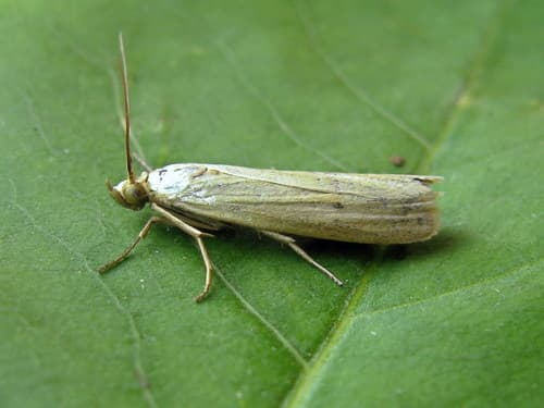 Silver-barred Knot-horn