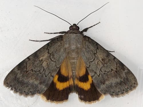 Serene Underwing